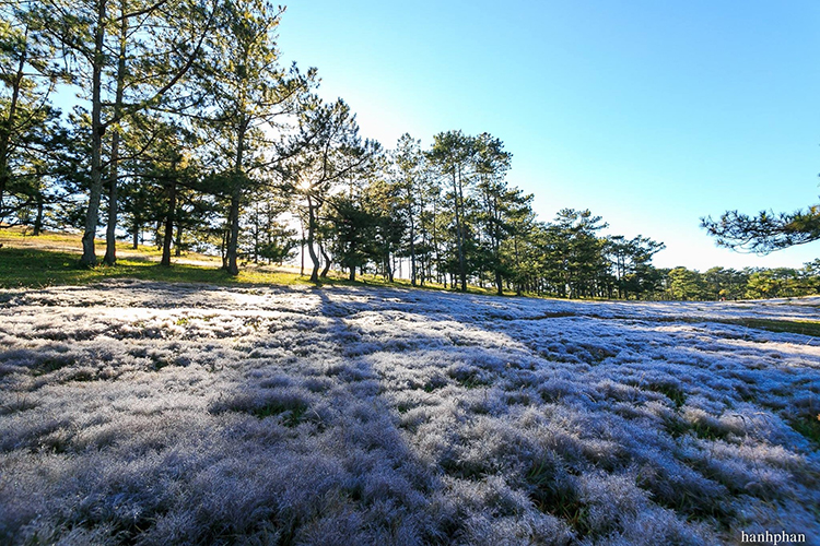 chup-anh-cuoi-da-lat-mua-nao-dep-6